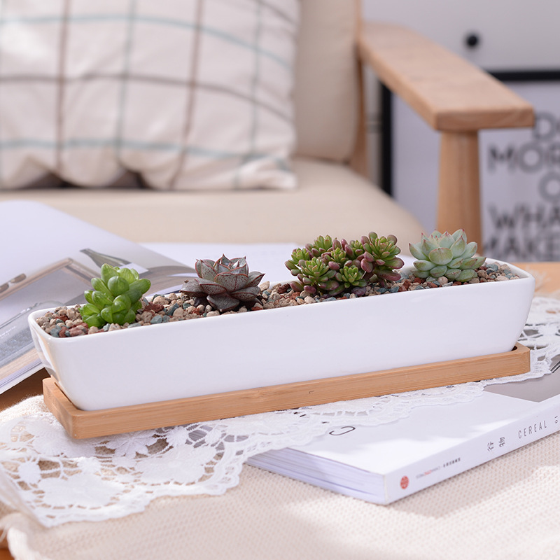 Echeveria Succulent - Long Rectangle White Ceramic Succulent Planter