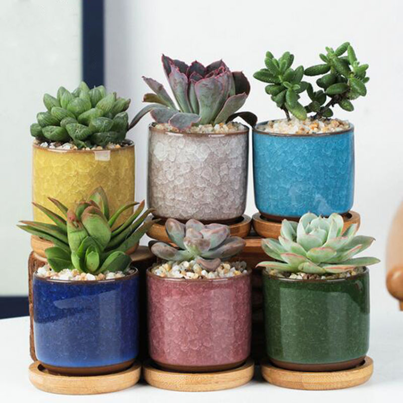 6pcs/set Ceramic Flowerpot Set - Echeveria Succulent ulasan dan harga