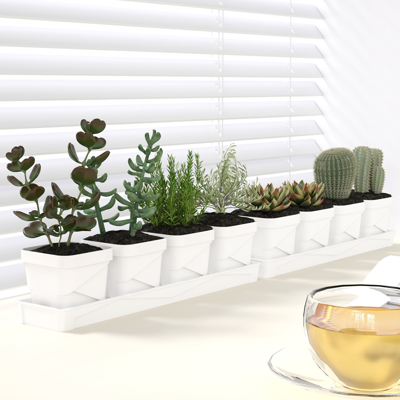 Nordic Minimalist Succulent Po - Echeveria Succulent ulasan dan harga
